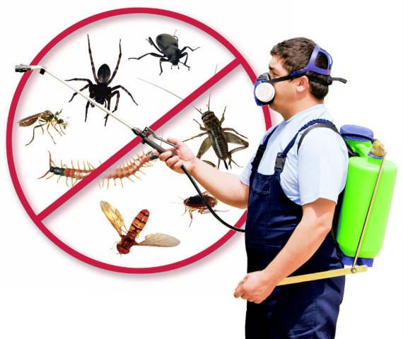 Böcek İlaçlama Hakkında